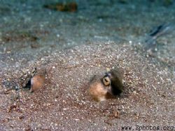 Southern stingray closeup while he was buried in the sand. by Zaid Fadul 